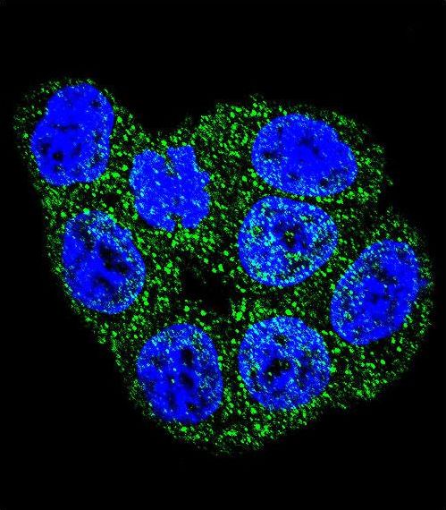 Confocal immunofluorescent of GSTP1 Antibody with HeLa cell followed by Alexa Fluor 488-conjugated goat anti-rabbit lgG (green). DAPI was used to stain the cell nuclear (blue).