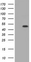 HEK293T cells were transfected with the pCMV6-ENTRY control (Left lane) or pCMV6-ENTRY GORASP1 (Right lane) cDNA for 48 hrs and lysed. Equivalent amounts of cell lysates (5 ug per lane) were separated by SDS-PAGE and immunoblotted with anti-GORASP1.