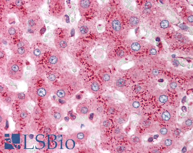 Anti-GORASP1 / GRASP65 antibody IHC of human liver. Immunohistochemistry of formalin-fixed, paraffin-embedded tissue after heat-induced antigen retrieval. Antibody LS-B1497 dilution 1:100.