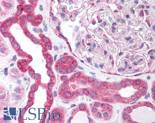Anti-GORASP1 / GRASP65 antibody IHC of human kidney. Immunohistochemistry of formalin-fixed, paraffin-embedded tissue after heat-induced antigen retrieval. Antibody LS-B1497 dilution 1:100.
