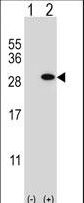 Western blot of GSTT1 (arrow) using rabbit polyclonal GSTT1 Antibody. 293 cell lysates (2 ug/lane) either nontransfected (Lane 1) or transiently transfected (Lane 2) with the GSTT1 gene.