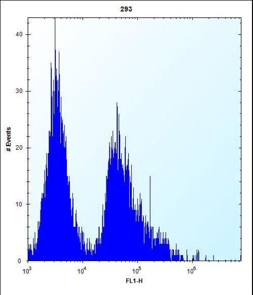 GSTT1 Antibody flow cytometry of 293 cells (right histogram) compared to a negative control cell (left histogram). FITC-conjugated goat-anti-rabbit secondary antibodies were used for the analysis.