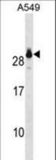 GSTT2 Antibody western blot of A549 cell line lysates (35 ug/lane). The GSTT2 antibody detected the GSTT2 protein (arrow).