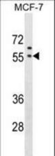 GORASP1 Antibody western blot of MCF-7 cell line lysates (35 ug/lane). The GORASP1 antibody detected the GORASP1 protein (arrow).