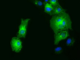 Anti-GORASP1 mouse monoclonal antibody immunofluorescent staining of COS7 cells transiently transfected by pCMV6-ENTRY GORASP1.