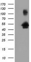 HEK293T cells were transfected with the pCMV6-ENTRY control (Left lane) or pCMV6-ENTRY GORASP1 (Right lane) cDNA for 48 hrs and lysed. Equivalent amounts of cell lysates (5 ug per lane) were separated by SDS-PAGE and immunoblotted with anti-GORASP1.