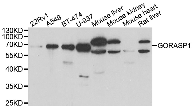 Western blot analysis of extracts of various cell lines, using GORASP1 antibody.