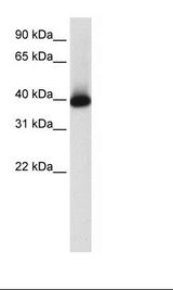 LN18 Lysate