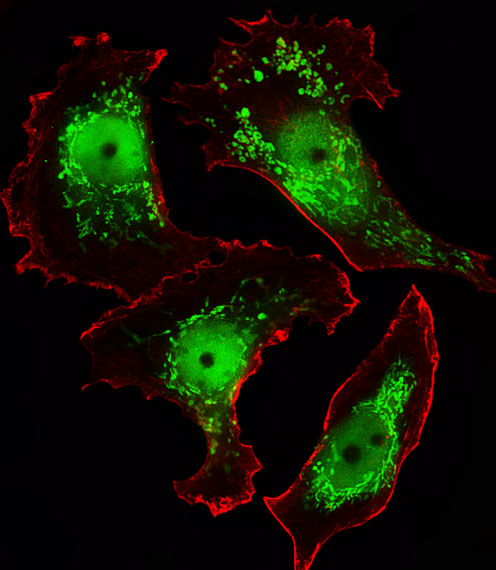 Fluorescent image of MCF-7 cells stained with C21orf33 Antibody. Antibody was diluted at 1:25 dilution. An Alexa Fluor 488-conjugated goat anti-rabbit lgG at 1:400 dilution was used as the secondary antibody (green). Cytoplasmic actin was counterstained with Alexa Fluor 555 conjugated with Phalloidin (red).