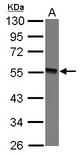 Sample (30 ug of whole cell lysate) A: 293T 10% SDS PAGE GTDC1 antibody diluted at 1:3000