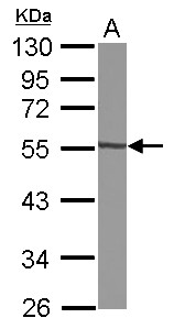 Sample (30 ug of whole cell lysate) A: A549 10% SDS PAGE GTDC1 antibody diluted at 1:1000