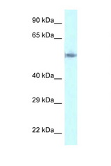 GORASP2 antibody LS-C145676 Western blot of HepG2 Cell lysate. Antibody concentration 1 ug/ml.