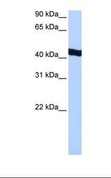 HepG2 cell lysate. Antibody concentration: 0.5 ug/ml. Gel concentration: 12%.