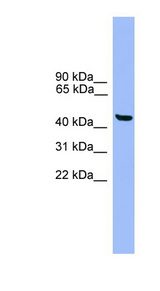 GTF2A1L / ALF antibody LS-C135309 Western blot of Fetal Heart lysate.