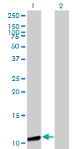 Western Blot analysis of GTF2A2 expression in transfected 293T cell line by GTF2A2 monoclonal antibody (M01), clone 2B9.Lane 1: GTF2A2 transfected lysate(12.5 KDa).Lane 2: Non-transfected lysate.