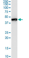 GTF2E1 monoclonal antibody (M07A), clone 1E12. Western Blot analysis of GTF2E1 expression in MCF-7.