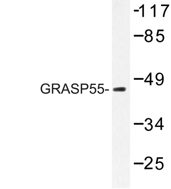 Western blot of GRASP55 (L215) pAb in extracts from LOVO cells.