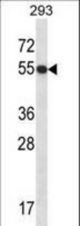 GTF2E1 Antibody western blot of 293 cell line lysates (35 ug/lane). The GTF2E1 antibody detected the GTF2E1 protein (arrow).