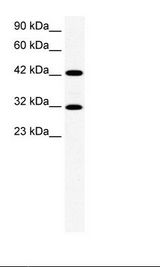 HepG2 Cell Lysate