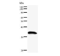 Western blot analysis of immunized recombinant protein, using anti-GTF2H2 monoclonal antibody.