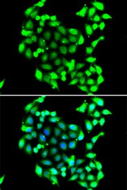 Immunofluorescence blot of A549 cell using GTF2H3 antibody. Blue: DAPI for nuclear staining.