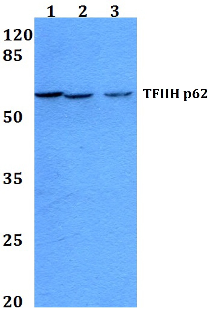 Western blot analysis of TFIIH Antibody at a 1:500 dilution. Lane 1: HEK293T whole cell lysate. Lane 2: Raw264.7 whole cell lysate. Lane 3: PC12 whole cell lysate.