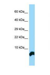 GTF2H5 antibody LS-C146430 Western blot of Mouse Heart lysate. Antibody concentration 1 ug/ml.