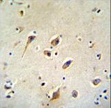 GOT1L1 Antibody immunohistochemistry of formalin-fixed and paraffin-embedded human brain tissue followed by peroxidase-conjugated secondary antibody and DAB staining.