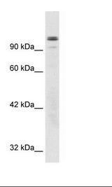 HepG2 Cell Lysate