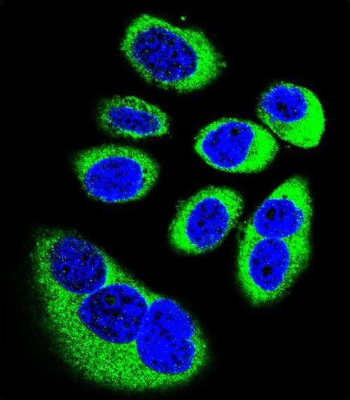 Confocal immunofluorescent of GOT1L1 Antibody with U-251MG cell followed by Alexa Fluor 488-conjugated goat anti-rabbit lgG (green). DAPI was used to stain the cell nuclear (blue).