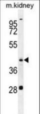 GOT1L1 Antibody western blot of mouse kidney tissue lysates (35 ug/lane). The GOT1L1 antibody detected the GOT1L1 protein (arrow).