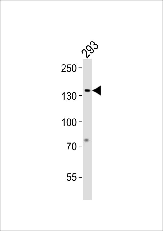 GTF2I Antibody western blot of 293 cell line lysates (35 ug/lane). The GTF2I antibody detected the GTF2I protein (arrow).