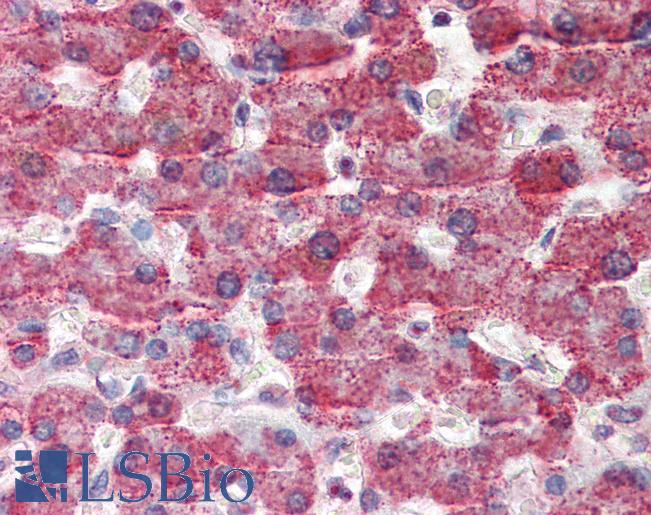Anti-GOT2 antibody IHC of human liver. Immunohistochemistry of formalin-fixed, paraffin-embedded tissue after heat-induced antigen retrieval. Antibody LS-B2454 concentration 5 ug/ml.