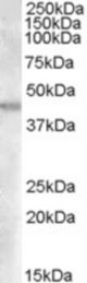 Antibody (0.03 ug/ml) staining of Human Kidney lysate (35 ug protein in RIPA buffer). Primary incubation was 1 hour. Detected by chemiluminescence.