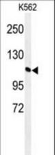 Western blot of GTD2A Antibody in K562 cell line lysates (35 ug/lane). GTD2A (arrow) was detected using the purified antibody.