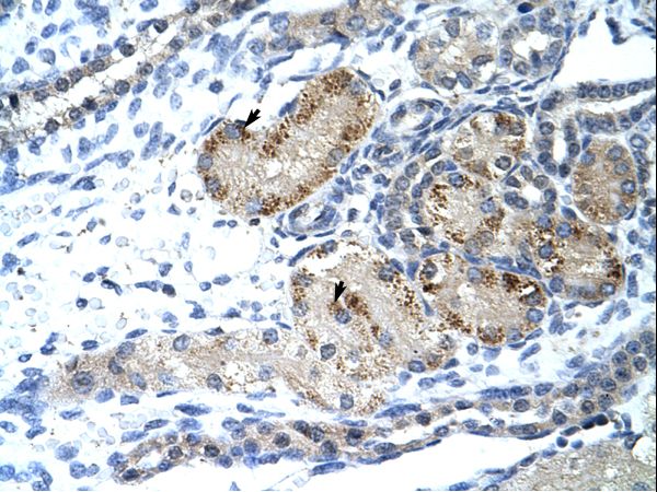 GTF2IRD1 antibody LS-C31821 was used in IHC to stain formalin-fixed, paraffin-embedded human kidney.