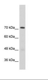 Transfected 293T Cell Lysate