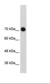 Transfected 293T Cell Lysate