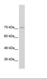 Transfected 293T Cell Lysate