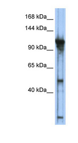 GTF3C2 antibody LS-C109622 Western blot of Transfected 293T cell lysate.