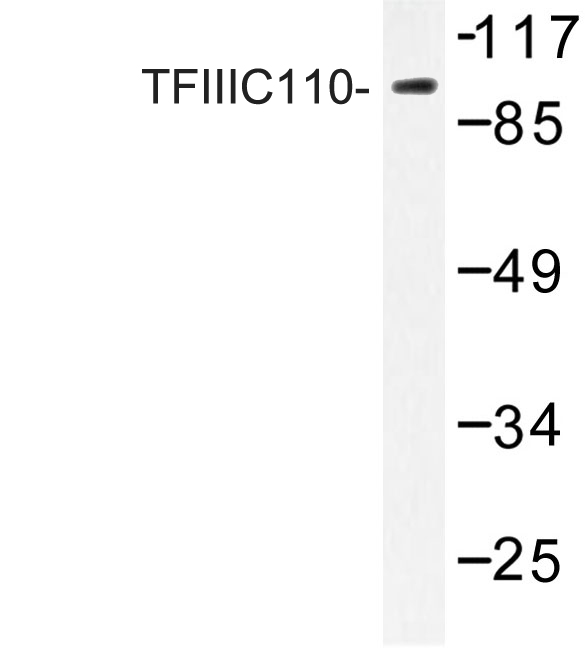 Western blot of TFIIIC110 (R95) pAb in extracts from HepG2 cells.
