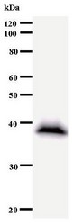 Western blot of immunized recombinant protein using GTF3C2 antibody.