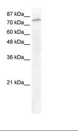 HepG2 Cell Lysate