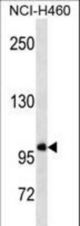 GTF3C3 Antibody western blot of NCI-H460 cell line lysates (35 ug/lane). The GTF3C3 antibody detected the GTF3C3 protein (arrow).