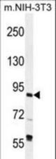 TFIIIC90 Antibody western blot of mouse NIH-3T3 cell line lysates (35 ug/lane). The TFIIIC90 antibody detected the TFIIIC90 protein (arrow).