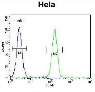 TFIIIC90 Antibody flow cytometry of HeLa cells (right histogram) compared to a negative control cell (left histogram). FITC-conjugated goat-anti-rabbit secondary antibodies were used for the analysis.