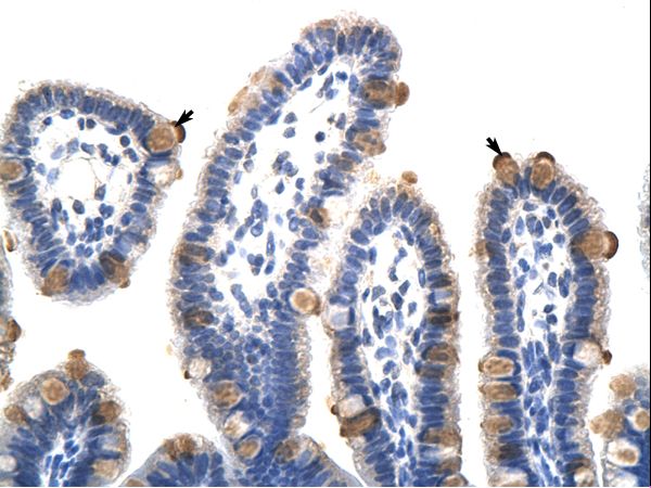 GTF3C5 antibody LS-C30372 was used in IHC to stain formalin-fixed, paraffin-embedded human intestine.