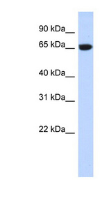 GTPBP2 antibody LS-C101974 Western blot of Transfected 293T cell lysate.