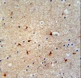 GTPBP8 Antibody immunohistochemistry of formalin-fixed and paraffin-embedded human brain tissue followed by peroxidase-conjugated secondary antibody and DAB staining.