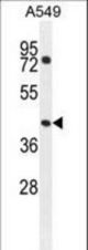 GTPBP8 Antibody western blot of A549 cell line lysates (35 ug/lane). The GTPBP8 antibody detected the GTPBP8 protein (arrow).